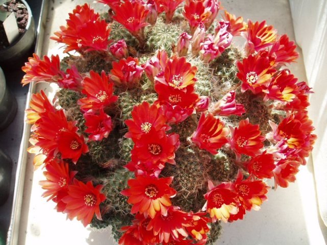 Rebutia_1